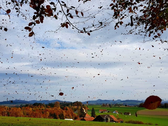 Blätter fallen von den Bäumen. Dahinter liegt eine ländliche Landschaft unter einem bewölkten Himmel.