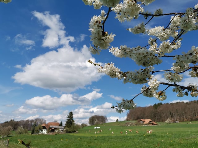 Blüten eine Baumes, im Hintergrund grüne Wiesen und Kühe.
