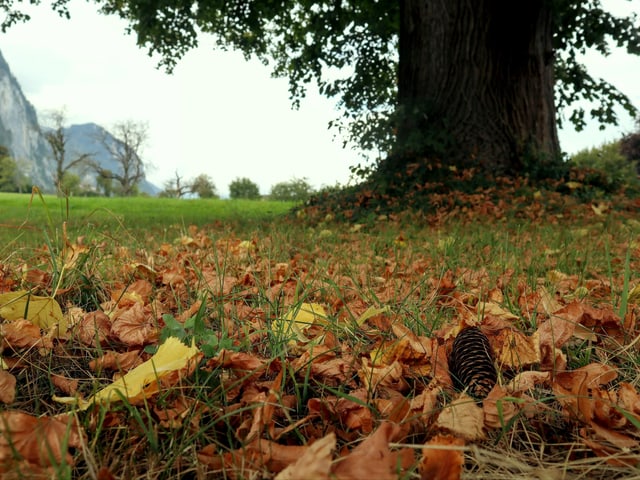 Herbstlaub am Boden. Herbstlaub am Boden.
