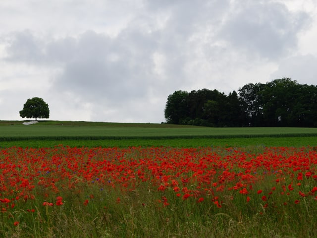 Felder und Wiesen blühender Mohn
