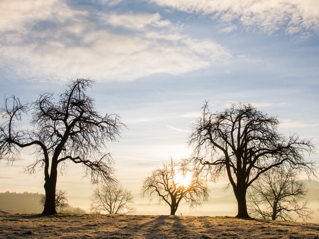 Winterlandschaft mit kargen Bäumen mit tief stehender Sonne in hellen blau-weiss und gelben Tönen