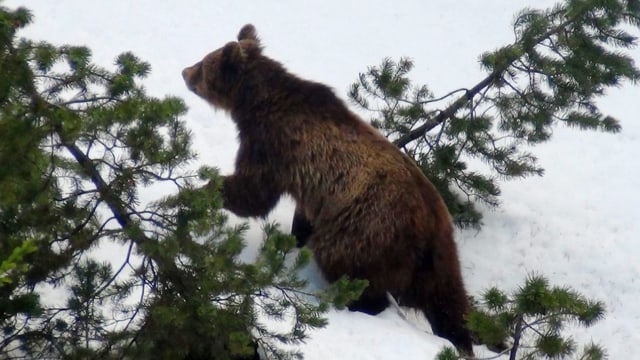 Bär auf Wanderschaft Bär auf Wanderschaft