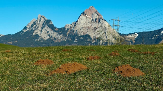 Satte grüne Wiese, im Hintergrund die Mythen. Satte grüne Wiese, im Hintergrund die Mythen.