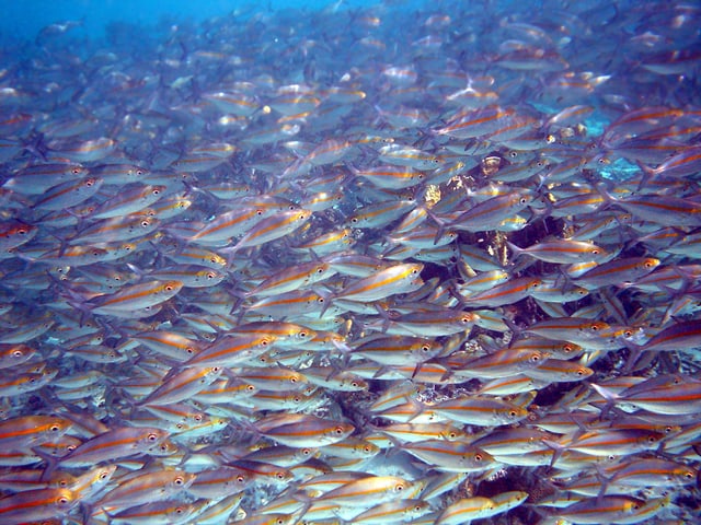 Fisch-Schwärme, wie hier vor der Küste von Papua Neuguinea, sind auch für Forscher faszinierend. Fisch-Schwärme, wie hier vor der Küste von Papua Neuguinea, sind auch für Forscher faszinierend.