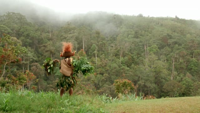 Video «Geschwister der Bäume» abspielen Video «Geschwister der Bäume» abspielen