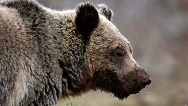 Grizzlybär Grizzlybär