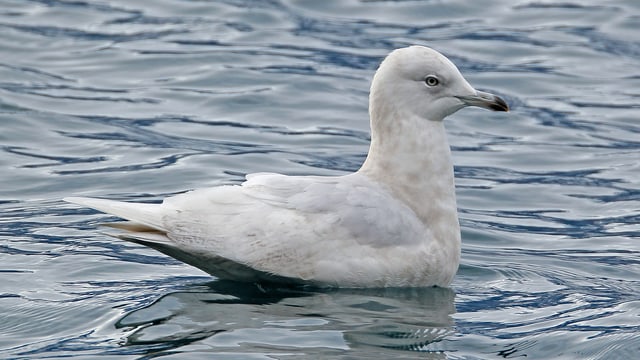 Eine weisse Polarmöwe schwimmt im Wasser. Eine weisse Polarmöwe schwimmt im Wasser.