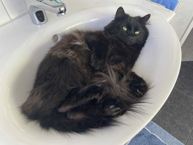Eine schwarze langhaarige Katze liegt in einem Lavabo.