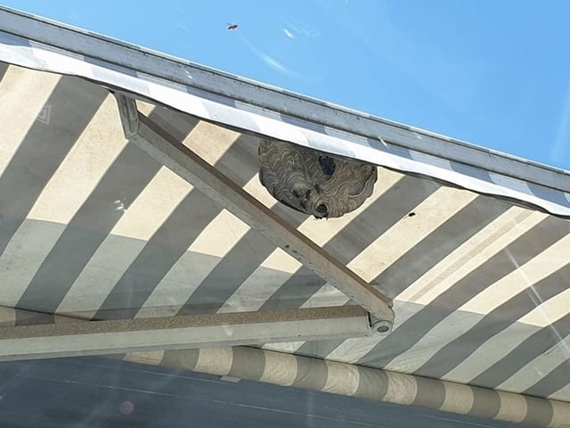 Nest unter der Store beim Parkplatz