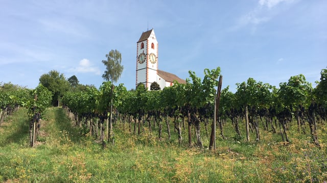 Kirche trohnt über Rebberg Kirche trohnt über Rebberg