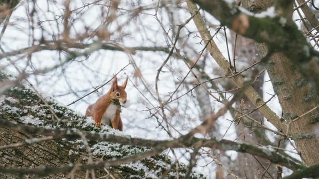 Eichhörnchen auf einem Dicken Ast mitten im Geäst Eichhörnchen auf einem Dicken Ast mitten im Geäst
