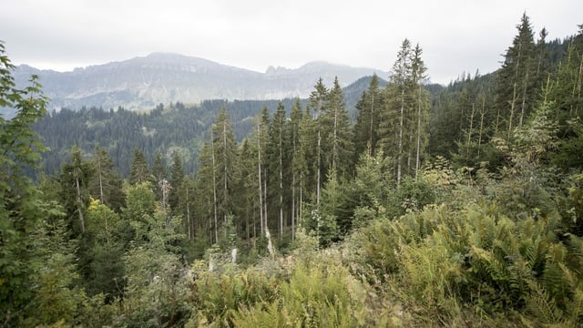 Wald Wald