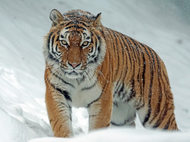 Sibirischer Tiger