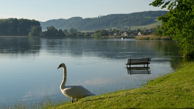 Ein Schwan steht neben einer überfluteten Parkbank am Rheinufer bei Stein am Rhein. Ein Schwan steht neben einer überfluteten Parkbank am Rheinufer bei Stein am Rhein.