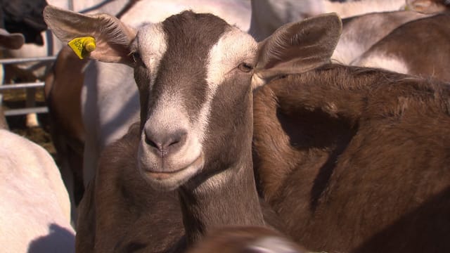 Viele Ziegenhalter setzen auf Tiere ohne Hörner. Durch Zucht oder durch Enthornen. Der Natur der Ziege entspricht das aber nicht. Viele Ziegenhalter setzen auf Tiere ohne Hörner. Durch Zucht oder durch Enthornen. Der Natur der Ziege entspricht das aber nicht.