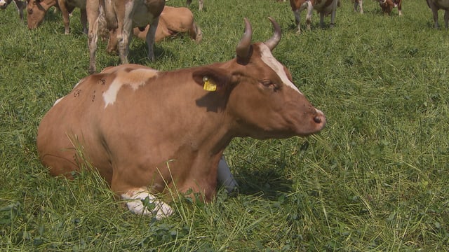 Tierische Vorurteile Tierische Vorurteile