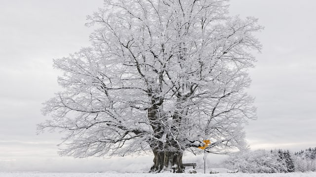 Auch der Februar war kühler als üblich mit Schnee in Linn. Auch der Februar war kühler als üblich mit Schnee in Linn.