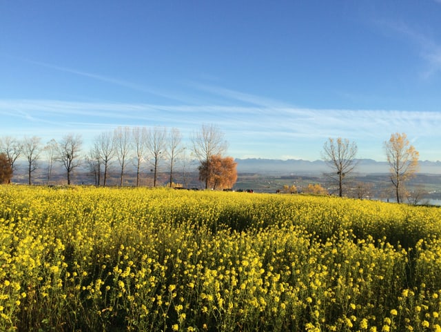 Bühendes Rapsfeld, im Hintergrund der blaue Himmel