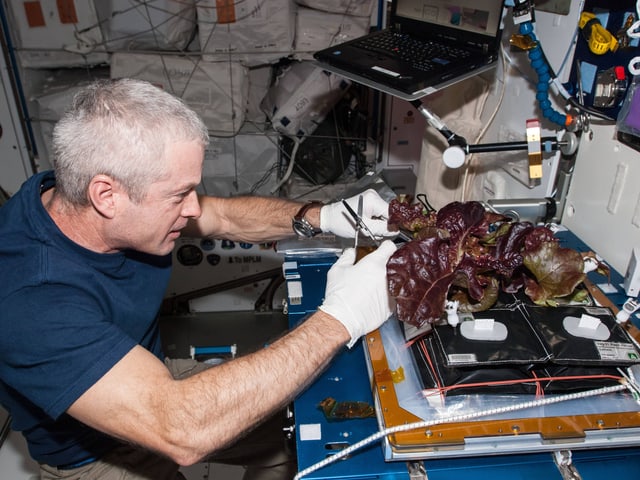 ISS-Kommandeur Steve Swanson erntet ein Blatt von einem Salat, der auf der Raumstation gewachsen war. ISS-Kommandeur Steve Swanson erntet ein Blatt von einem Salat, der auf der Raumstation gewachsen war.