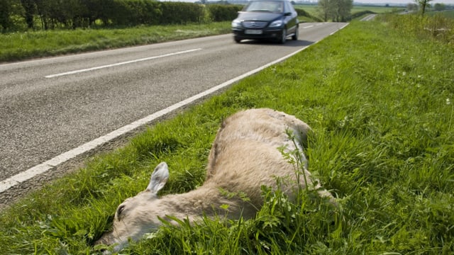 Totes Reh neben einer Strasse. Totes Reh neben einer Strasse.