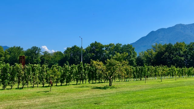 Blick über Obstplantagen im Maggiadelta. Blick über Obstplantagen im Maggiadelta.