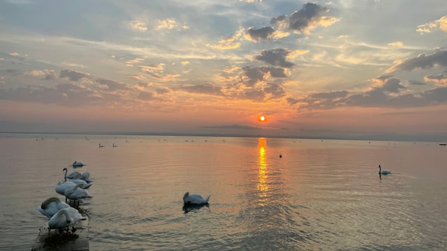 Sonnenaufgang mit Schwänen und ein paar Wolken über dem Bodensee. Sonnenaufgang mit Schwänen und ein paar Wolken über dem Bodensee.