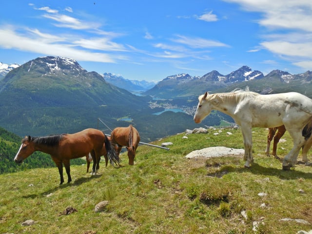 Pferde auf der Alp Muragl.