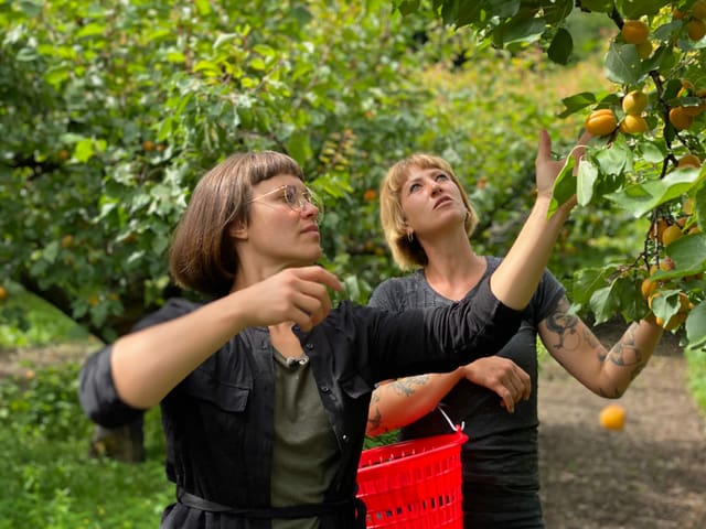 Zwei Frauen pflücken Aprikosen Zwei Frauen pflücken Aprikosen