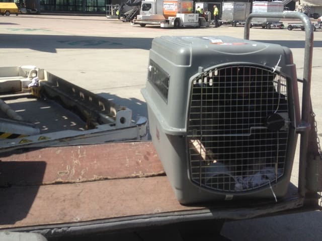 Hundebox auf Wagen draussen auf dem Rollfeld Hundebox auf Wagen draussen auf dem Rollfeld