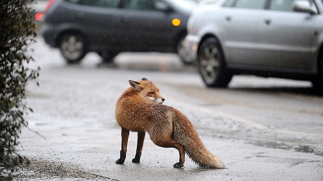 Passt irgendwie nicht hierhin - ein Fuchs mitten in der Stadt Passt irgendwie nicht hierhin - ein Fuchs mitten in der Stadt