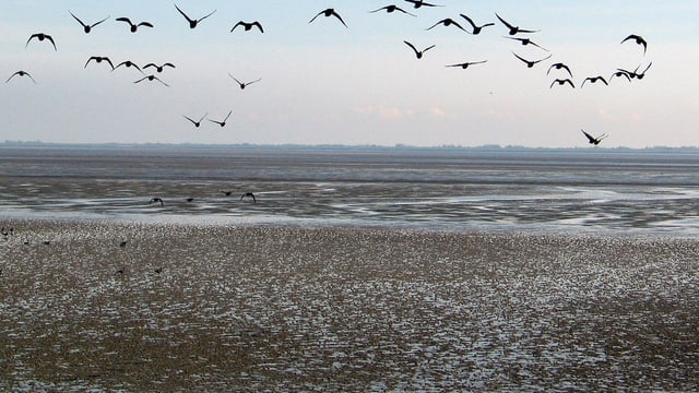 Vögel fliegen über das Wattenmeer Vögel fliegen über das Wattenmeer