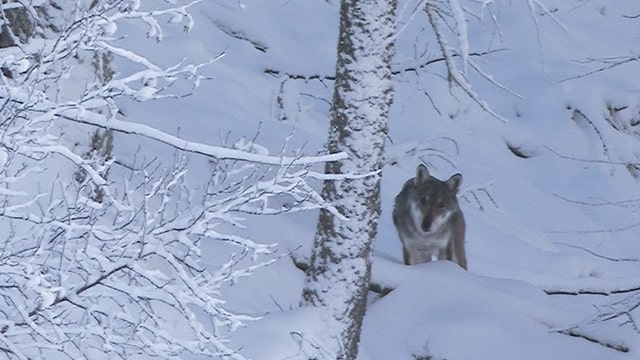 Weil das Waten durch den Schnee viel Energie raubt, weichen Wölfe für längere Strecken gerne auf gepfadete Strassen aus. Weil das Waten durch den Schnee viel Energie raubt, weichen Wölfe für längere Strecken gerne auf gepfadete Strassen aus.