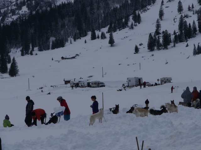 Hundeschlitten im Schnee