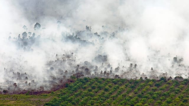 Brennender Wald, daneben Palmöl-Plantage, fotografiert aus der Luft. Brennender Wald, daneben Palmöl-Plantage, fotografiert aus der Luft.