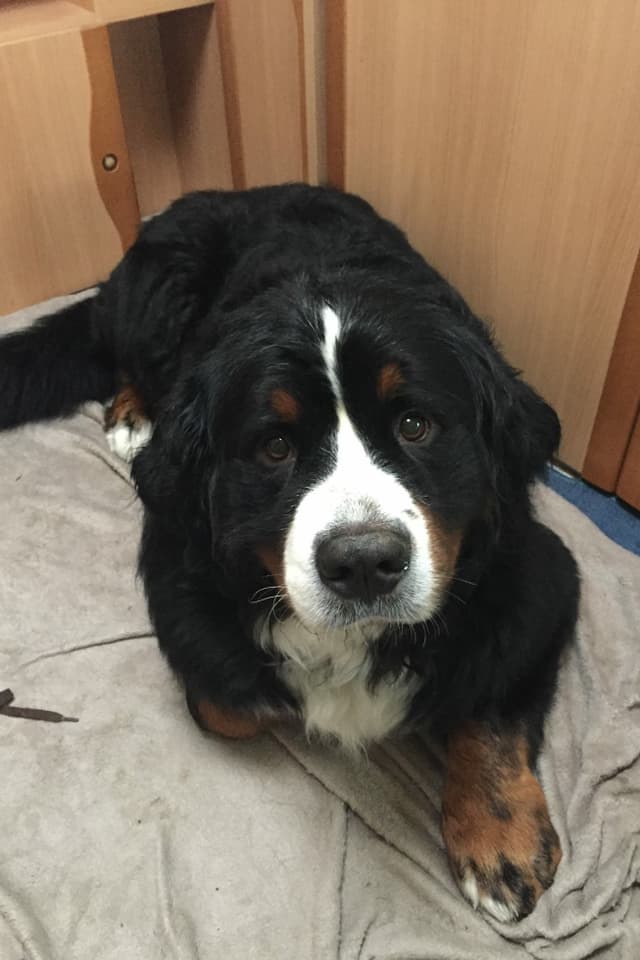 Grosser Berner Sennenhund liegt auf einer Decke in einem Wohnmobil und schaut treuherzig in die Kamera. Grosser Berner Sennenhund liegt auf einer Decke in einem Wohnmobil und schaut treuherzig in die Kamera.