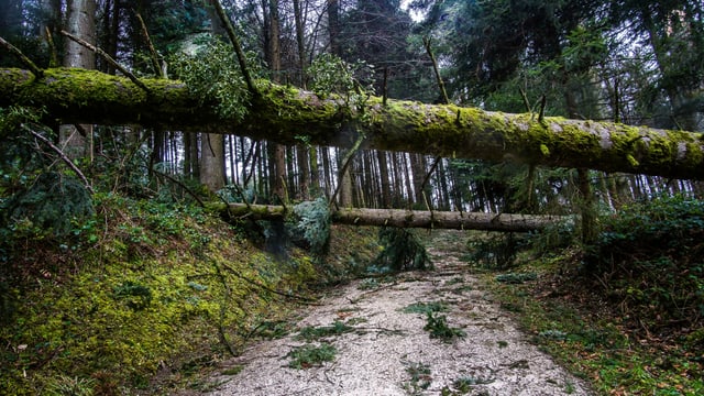 Mehrere Bäume liegen quer über einen Weg in der Nähe von Egolzwil. Mehrere Bäume liegen quer über einen Weg in der Nähe von Egolzwil.