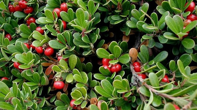 Die Pflanze verdankt ihren Namen dem Appetit von umherstreifenden Bären. Die Pflanze verdankt ihren Namen dem Appetit von umherstreifenden Bären.