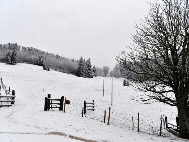 Frisch verschneite Landschaft.