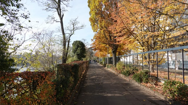 Schmaler Weg am Rheinufer. Schmaler Weg am Rheinufer.