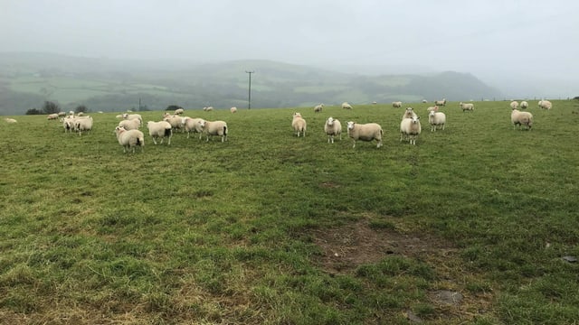 Schafherde auf einer Wiese. Schafherde auf einer Wiese.