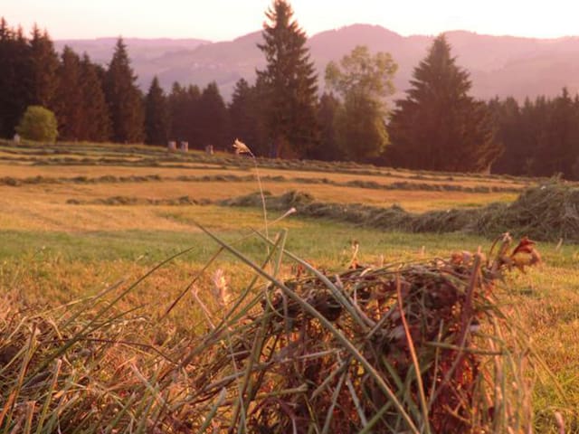 Das Appenzellerland erscheint im Morgenlicht golden.