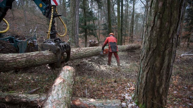 Arbeiter im Wald. Arbeiter im Wald.