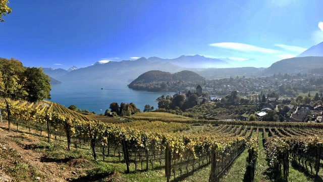 In Spiez war es am Sonntagnachmittag fast wolkenlos, nur über den Berner Alpen zeigten sich Lenticulariswolken. In Spiez war es am Sonntagnachmittag fast wolkenlos, nur über den Berner Alpen zeigten sich Lenticulariswolken.
