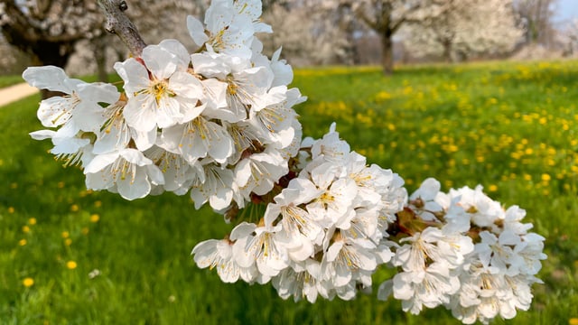 Kirschblüte. Kirschblüte.
