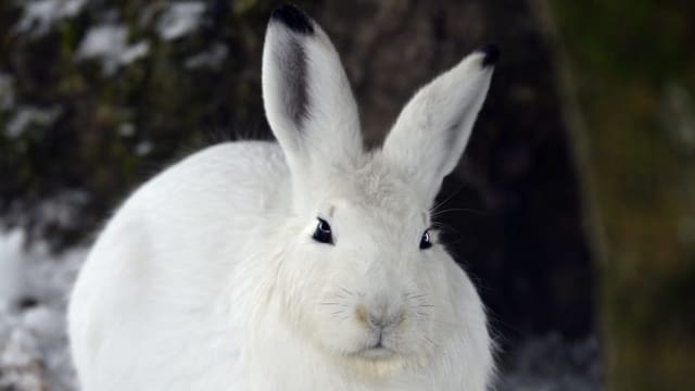 Nahaufnahme eines Schneehasen im Winterfell. Nahaufnahme eines Schneehasen im Winterfell.