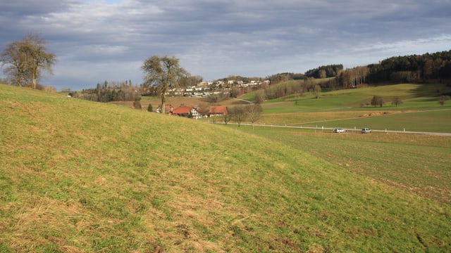 Saftige Wiesen am 25. Dezember 2012 im Zürcher Oberland Saftige Wiesen am 25. Dezember 2012 im Zürcher Oberland