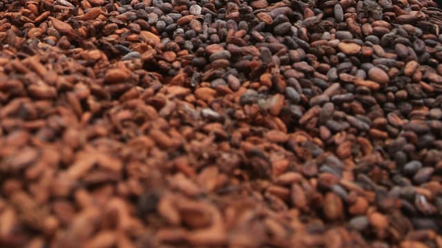 Die grössten Kakao-Produzenten