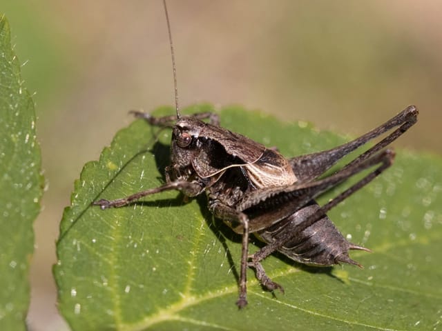 Gewöhnliche Strauchschrecke