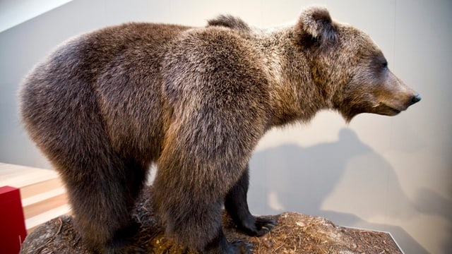 Ausgestopfter Bär im Museum Ausgestopfter Bär im Museum