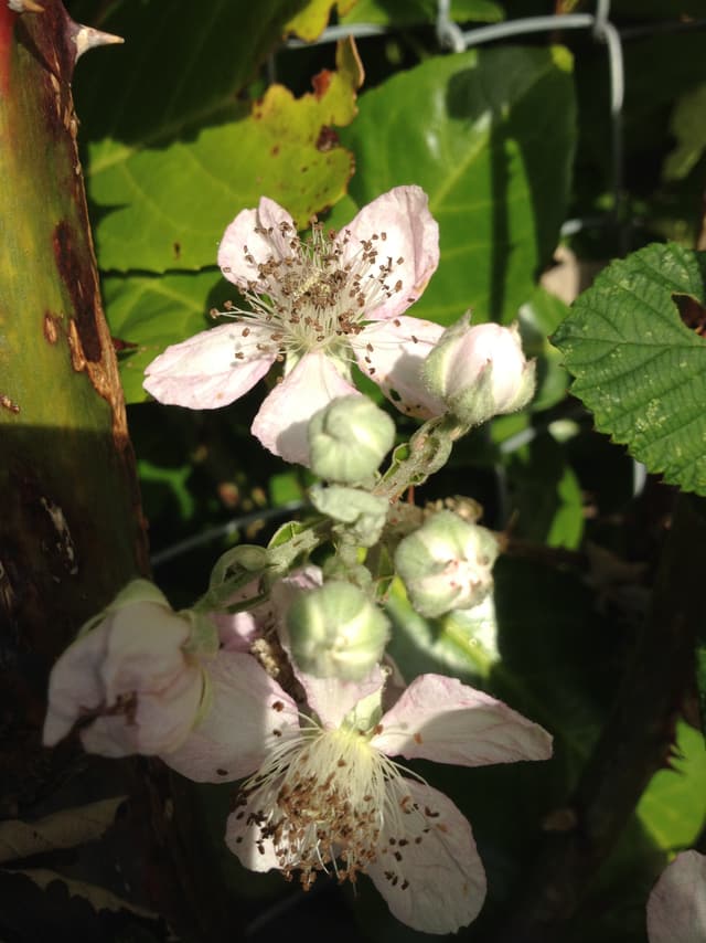 Brombeerblüten.